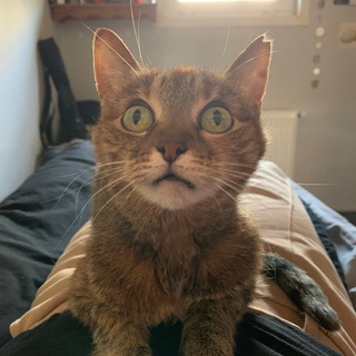 Telegram profile photo for КотАны