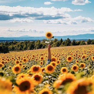 Telegram profile photo for تبلیغ در کانال کشاورزان