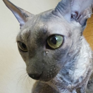 Telegram profile photo for Зен длупи