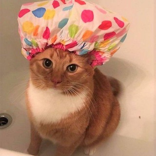 Telegram profile photo for Хлебный кот на раскладном стуле