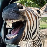Telegram profile photo for Zebra Fun