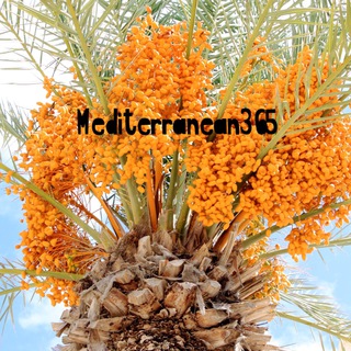 Telegram profile photo for Mediterranean365