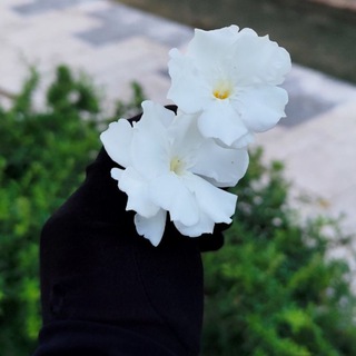 Telegram profile photo for نثرات عابرة🤍