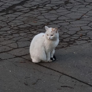 Telegram profile photo for Всратые кошки в окошке