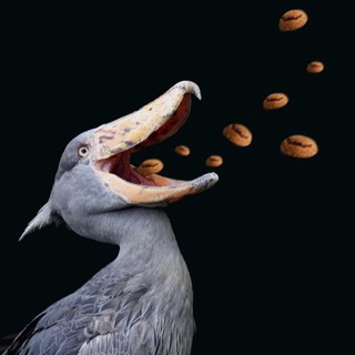 Telegram profile photo for Duke Plays (its over)