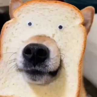 Telegram profile photo for 48Club KOGE Memes