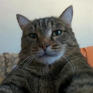 Telegram profile photo for Vortum