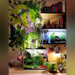 Telegram profile photo for Planted Aquarium & Paludarium