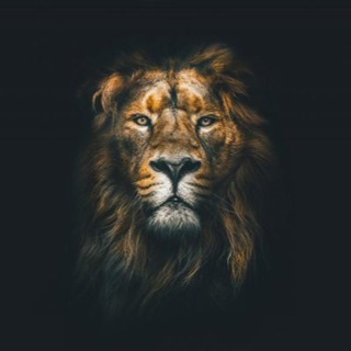 Telegram profile photo for Lion | Marathon 1.0