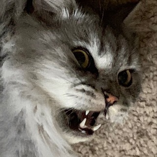 Telegram profile photo for мемы для строданий