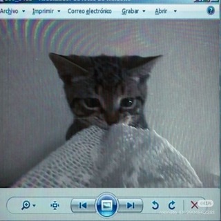 Telegram profile photo for Mimicry! фотки ᶻ 𝘇 𐰁