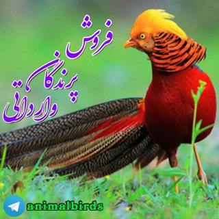 Telegram profile photo for فروش انواع پرندگان وارداتی
