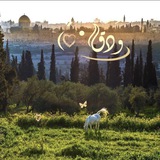 Telegram profile photo for وَدَق')