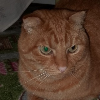 Telegram profile photo for 😺😸Кот😸😺