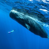 Telegram profile photo for Зов Косатки | Юлия Семакина