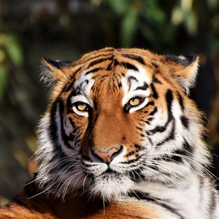 Telegram profile photo for Deal Hunters Club