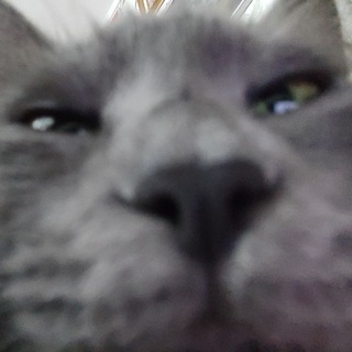 Telegram profile photo for Мориняшкинс