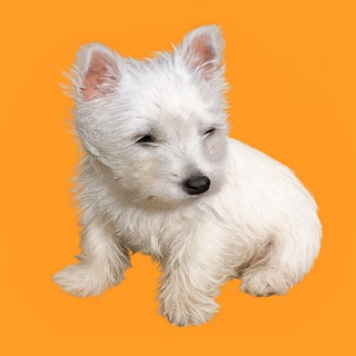 Telegram profile photo for LilyBux