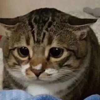 Telegram profile photo for 喵喵