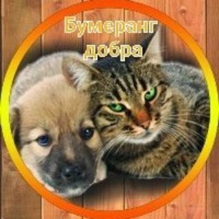 Telegram profile photo for Новосибирский приют для животных "Бумеранг добра" 🐈🐕🐩 .Образован в 2015 году .Телефоны для связи 89835108988 ; 89133779137 .