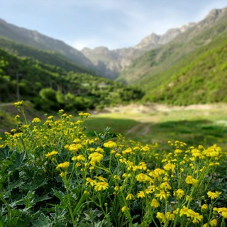 Telegram profile photo for کوهدشت