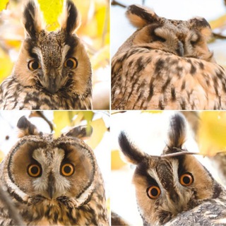 Telegram profile photo for "Что? Где? Когда?" в Сербии