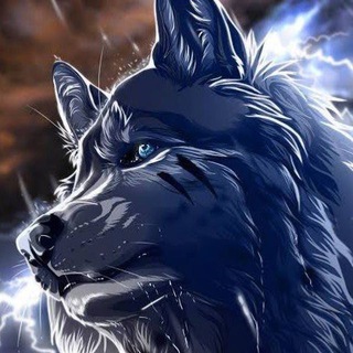 Telegram profile photo for Husky Calls ( Cross Chain Plays ) 🔥🐺