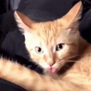 Telegram profile photo for Orang cate behave your
