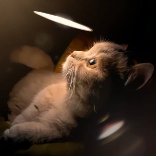 Telegram profile photo for 萌猫小窝