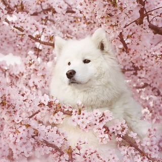 Telegram profile photo for doggo pics 4 all genders