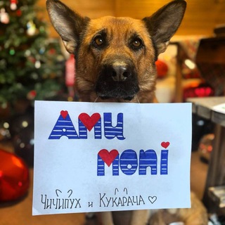 Telegram profile photo for Amu moni