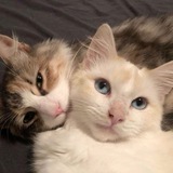 Telegram profile photo for 𝑉𝑜𝑢𝑐ℎ𝑒𝑠 𝑈𝑁𝐼
