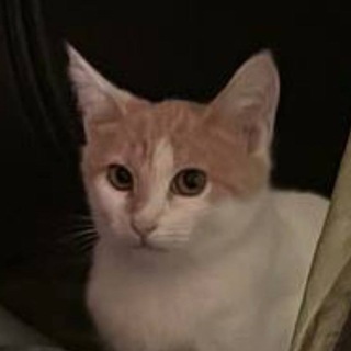 Telegram profile photo for модный дом Александр Бурный