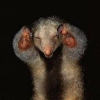 Telegram profile photo for ANTEATER.EXE