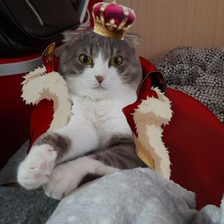 Telegram profile photo for 《 Нурик/Шурик 》