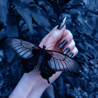 Telegram profile photo for Butterfly🦋🪽