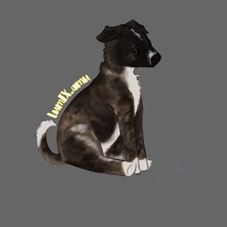 Telegram profile photo for LumIX amu | Амуниция для животных