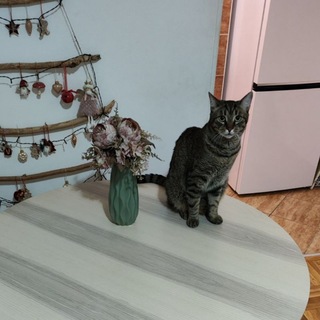 Telegram profile photo for Распродаем мебель (Слободана Бајића, Нови Сад)