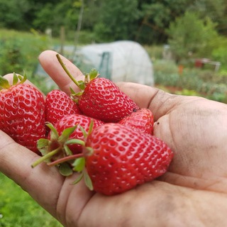 Telegram profile photo for Cultiva Tu Huerto - Huertina De Toni