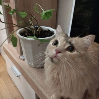 Telegram profile photo for Мэр Воронежа (Мэрский кот Пузеслав) 😎