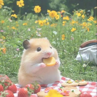 Telegram profile photo for HAMSTER BOT