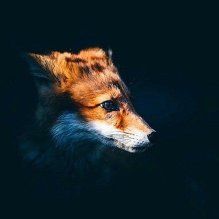 Telegram profile photo for Феликс