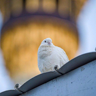 Telegram profile photo for أمَن المُتوَكلُون