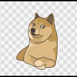 Telegram profile photo for Manyu dog