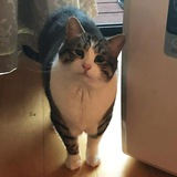 Telegram profile photo for Котейки баттл-рэперов и рэперов