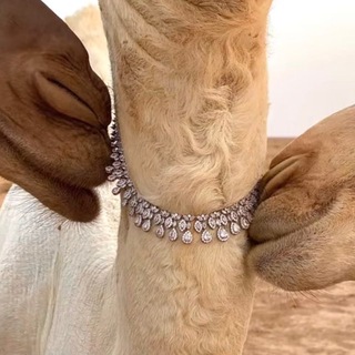 Telegram profile photo for مُحال