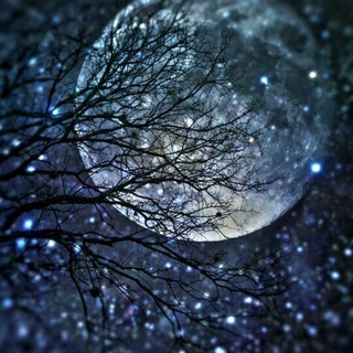 Telegram profile photo for شب شراب...