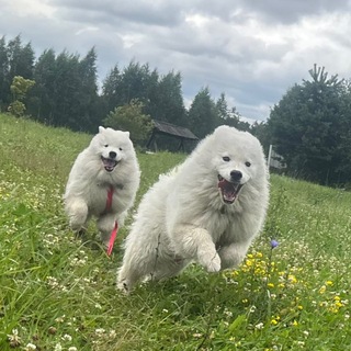 Telegram profile photo for Наши Бэмс и Лона (облачки)