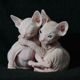 Telegram profile photo for Бешенство лысикот🪱