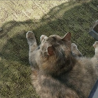 Telegram profile photo for клуб блох 0.2
